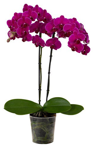 Orquidea alta dos tallos Morada sin matera decorativa (SM)