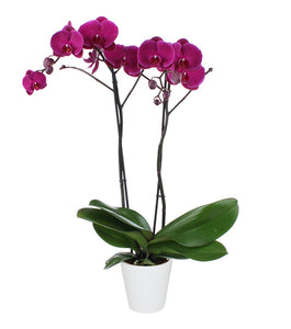 Orquidea alta dos tallos Morada Perfection con matera plastica decorativa(MP) (MP)
