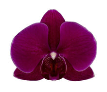 Cargar imagen en el visor de la galería, Orquidea Alta dos tallos Morada con matera ceramica decorativa (MC)
