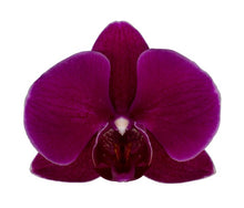 Cargar imagen en el visor de la galería, ORQUÍDEA DOS TALLOS MORADA - PERFECTION (MC)
