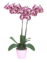 Cargar imagen en el visor de la galería, Orquidea Alta dos tallos Wild Pink con matera ceramica decorativa (MC)
