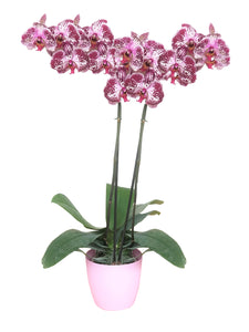 Orquidea Alta dos tallos Wild Pink con matera ceramica decorativa (MC)