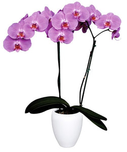 Orquidea alta dos tallos Rosa Roja con matera plastica decorativa(MP)