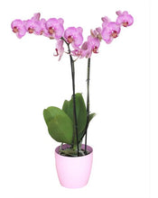 Cargar imagen en el visor de la galería, Orquidea alta dos tallos Rosa Lineas con matera plastica decorativa(MP) (MP)
