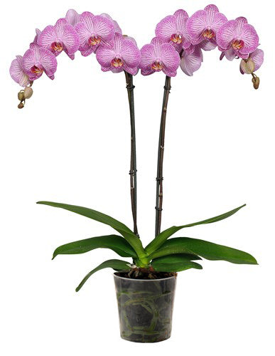 Orquidea alta dos tallos Rosa Lineas sin matera decorativa (SM)