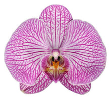 Cargar imagen en el visor de la galería, Orquidea alta dos tallos Rosa Lineas con matera plastica decorativa(MP) (MP)
