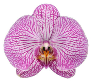 Orquidea alta dos tallos Rosa Lineas con matera plastica decorativa(MP) (MP)