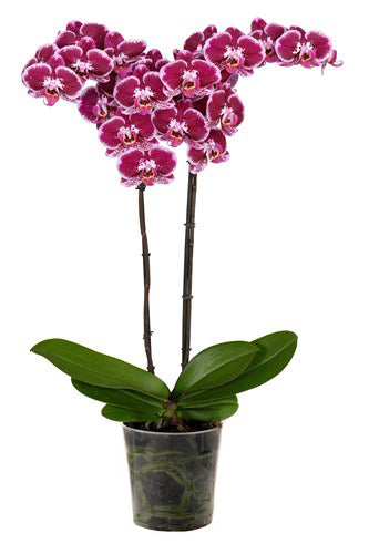 Orquidea alta dos tallos Rosa Mora sin matera decorativa (SM)