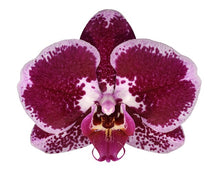 Cargar imagen en el visor de la galería, ORQUÍDEA DOS TALLOS ROSA MORA - ADMIRACION (MP)
