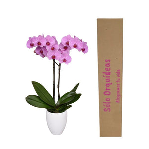 Orquidea alta dos tallos Rosa Roja con matera plastica decorativa(MP)