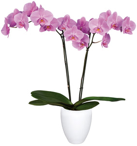 Orquidea alta dos tallos Rosa Roja con matera plastica decorativa(MP)