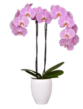 Cargar imagen en el visor de la galería, Orquidea alta dos tallos Rose Delhi con matera plastica decorativa(MP)
