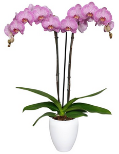 ORQUIDEA TRES TALLOS ROSA LINEAS (MC)