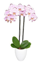Cargar imagen en el visor de la galería, Orquidea Alta dos tallos Multirose con matera ceramica decorativa (MC)
