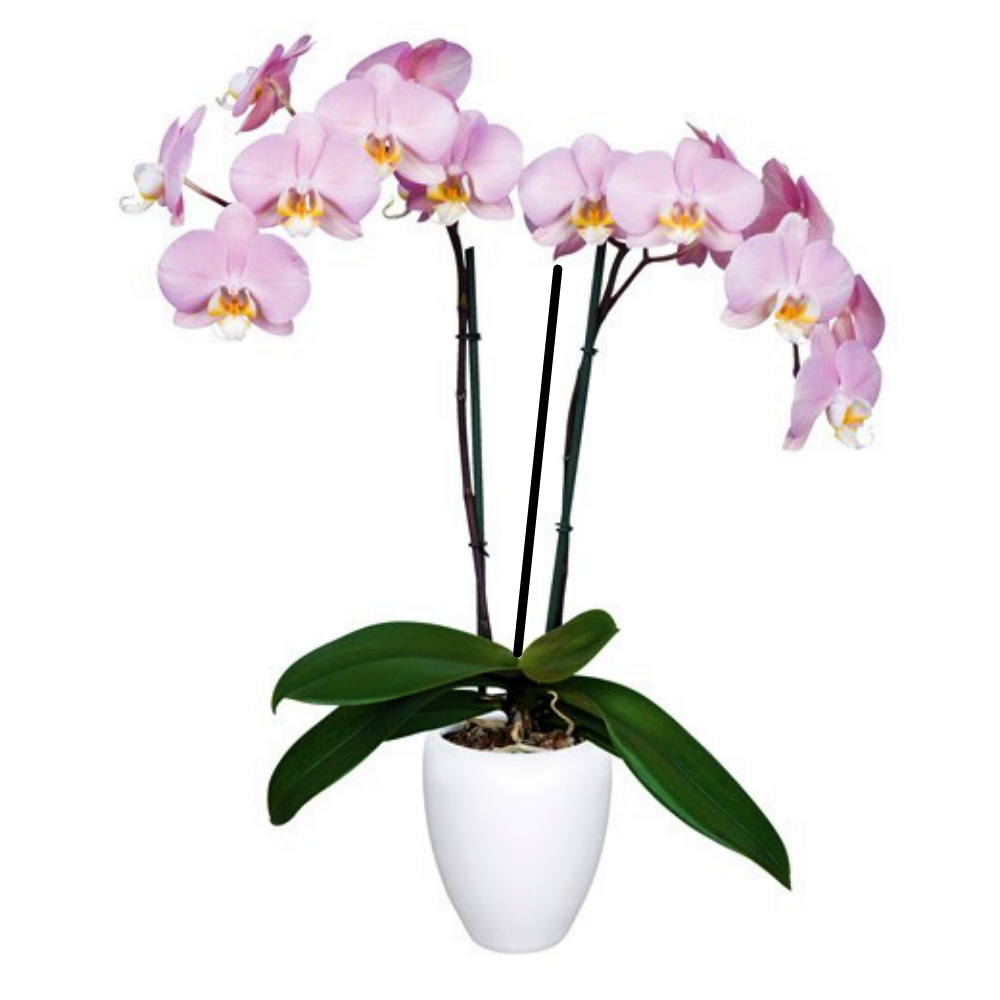 ORQUIDEA TRES TALLOS ROSA LINEAS (MC)