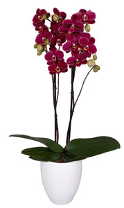Orquidea Alta dos tallos Vino con matera ceramica decorativa (MC)