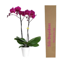 Cargar imagen en el visor de la galería, Orquidea alta dos tallos Fucsia con matera plastica decorativa(MP)
