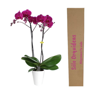 Orquidea alta dos tallos Fucsia con matera plastica decorativa(MP)
