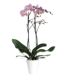 Orquidea alta dos tallos Rose Delhi con matera plastica decorativa(MP)
