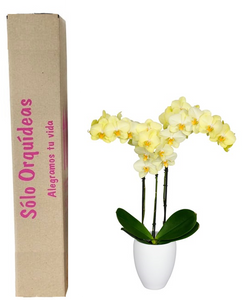 Orquidea alta dos tallos Amarilla lineas rosa con matera plastica decorativa (MP)