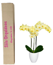 Cargar imagen en el visor de la galería, Orquidea alta dos tallos Coral con matera plastica decorativa (MP)
