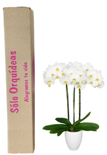 Cargar imagen en el visor de la galería, Orquidea alta dos tallos Blanco Pink con matera plastica decorativa(MP)
