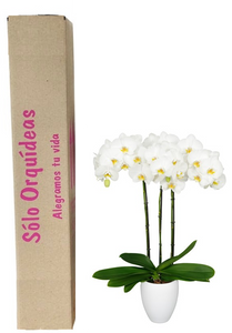 Orquidea alta dos tallos Blanco Pink con matera plastica decorativa(MP)