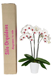 ORQUIDEA TRES TALLOS BLANCA - PURE LOVE (MP)