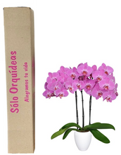 Cargar imagen en el visor de la galería, Orquidea alta dos tallos Morada Perfection con matera plastica decorativa(MP) (MP)
