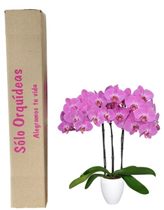 Orquidea alta dos tallos Morada Perfection con matera plastica decorativa(MP) (MP)