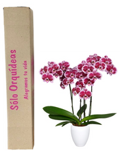Cargar imagen en el visor de la galería, Orquidea alta dos tallos Rosa Mora con matera plastica decorativa(MP)
