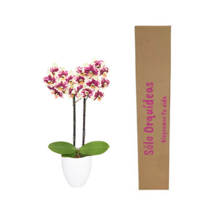 Orquidea Alta dos tallos Amarilla Print con matera ceramica decorativa (MC)