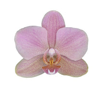 Cargar imagen en el visor de la galería, ORQUIDEA MEDIANA PASTEL ROSE (MP)
