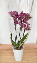 Cargar imagen en el visor de la galería, Orquidea Mediana Mora con matera Plastica decorativa (MP)
