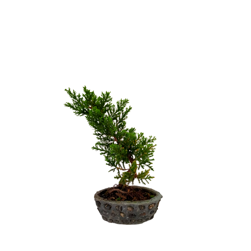 BONSAI PINO CANADIENSE