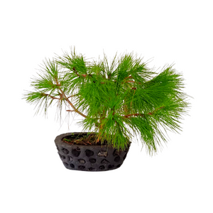 BONSAI PINO PATULA