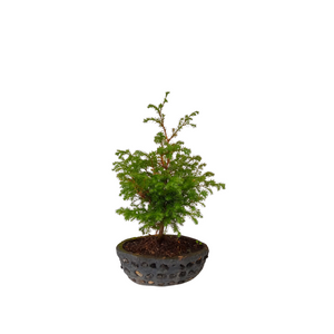 BONSAI PINO ESTRELLA SIMBOLO DE LA IMORTALIDAD Y LA VIDA