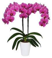 Orquidea alta dos tallos Fucsia con matera plastica decorativa(MP)