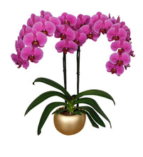 Cargar imagen en el visor de la galería, Orquidea Alta dos tallos Fucsia con matera ceramica decorativa (MC)
