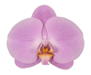 Orquidea alta dos tallos Rose Delhi con matera plastica decorativa(MP)