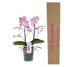 Cargar imagen en el visor de la galería, Orquidea Mediana dos tallos Rosa sin matera decorativa (ALTURA APROX.40/50CMS) (SM)
