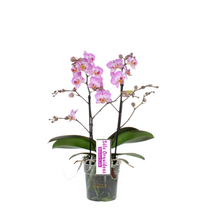 Cargar imagen en el visor de la galería, Orquidea Mediana dos tallos Rosa sin matera decorativa (ALTURA APROX.40/50CMS) (SM)
