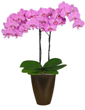 Cargar imagen en el visor de la galería, Orquidea Alta dos tallos Fucsia con matera ceramica decorativa (MC)
