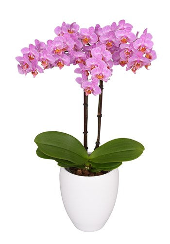 ORQUIDEA MEDIANA ROSA FANTASY (MP)