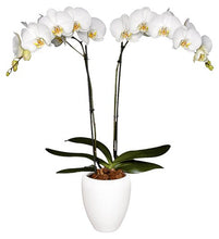 Cargar imagen en el visor de la galería, Orquidea alta dos tallos Blanca Eleganza con matera plastica decorativa(MP)
