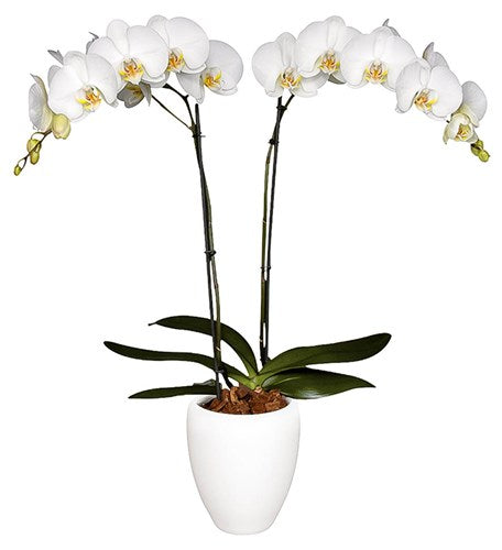 Orquidea alta dos tallos Blanca Eleganza con matera plastica decorativa(MP)