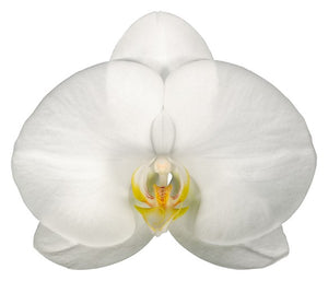 ORQUÍDEA UN TALLO BLANCA - ELEGANZA (SM)