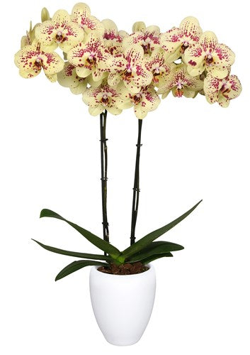 Orquidea alta dos tallos Amarilla print Burgundy con matera plastica decorativa(MP)