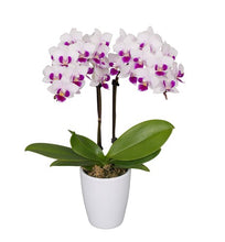 Cargar imagen en el visor de la galería, ORQUIDEA MEDIANA WHITE/FUSHA (MC)
