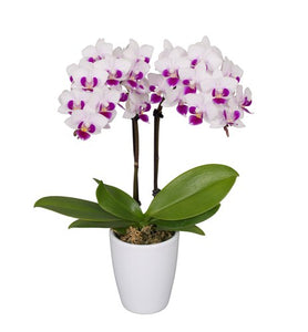 ORQUIDEA MEDIANA WHITE/FUSHA (MC)